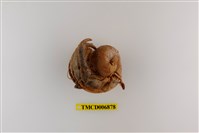 藏品(凹足陸寄居蟹)的圖片